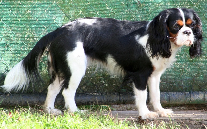 Eizer Du manoir de la licorne