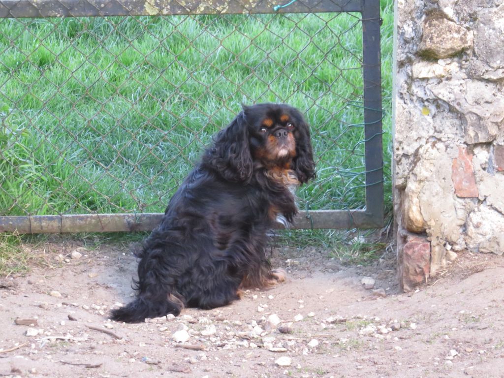 Jaïden Du manoir de la licorne