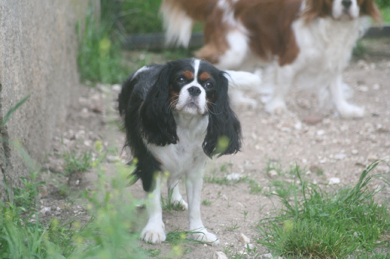 Eizer Du manoir de la licorne