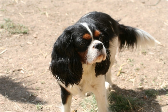 Eizer Du manoir de la licorne