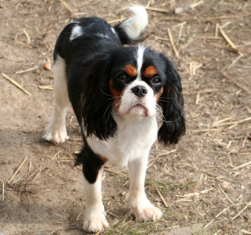 Eizer Du manoir de la licorne