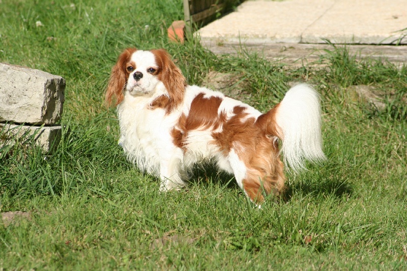 Charly du manoir de la licorne (Sans Affixe)