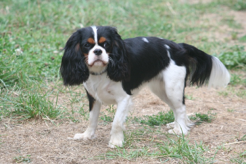 Eizer Du manoir de la licorne