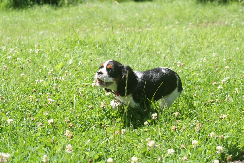 Eizer Du manoir de la licorne