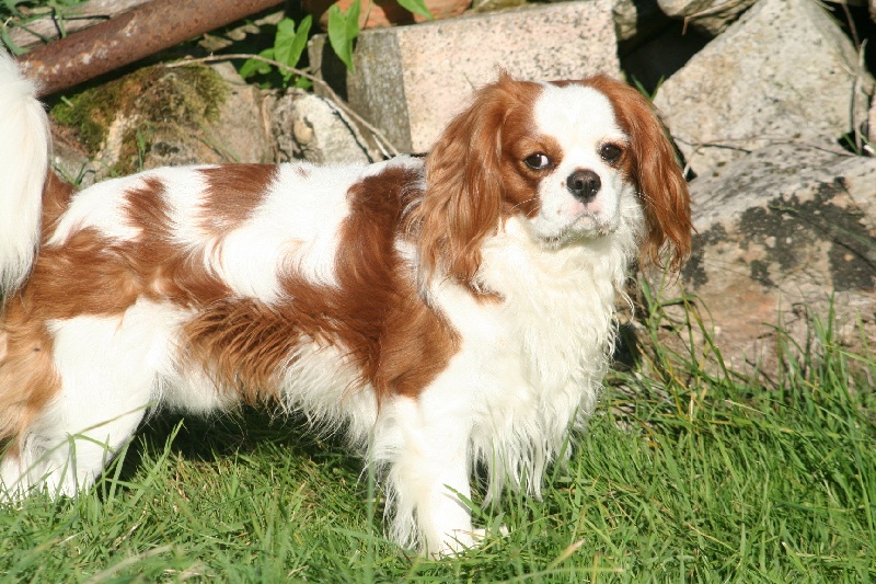 Charly du manoir de la licorne (Sans Affixe)