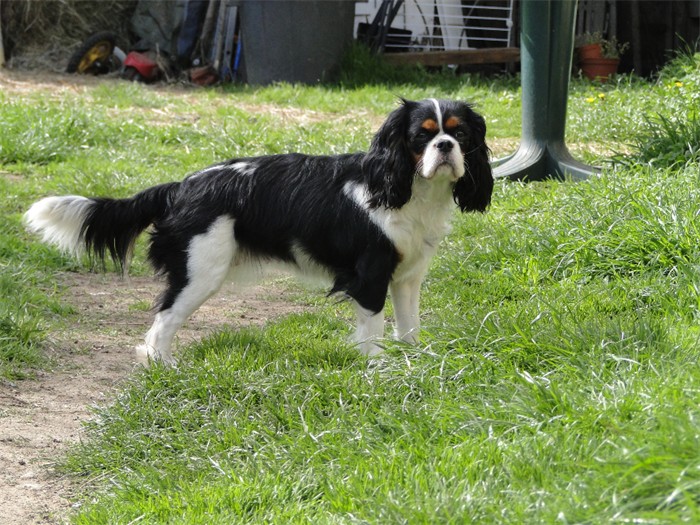 Eizer Du manoir de la licorne