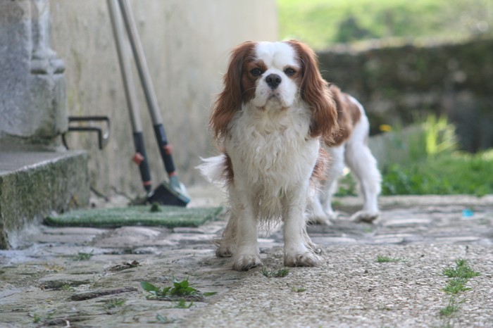 Charly du manoir de la licorne (Sans Affixe)