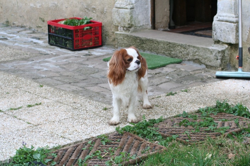 Charly du manoir de la licorne (Sans Affixe)