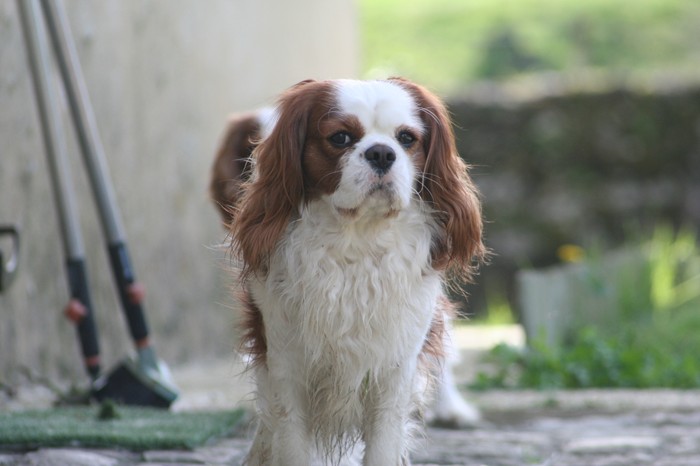 Charly du manoir de la licorne (Sans Affixe)