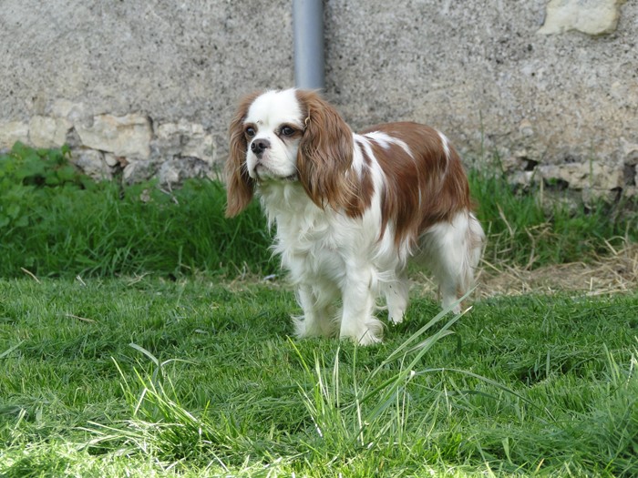 Elton Du manoir de la licorne