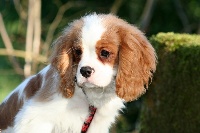 Du manoir de la licorne - Cavalier King Charles Spaniel - Portée née le 07/10/2010