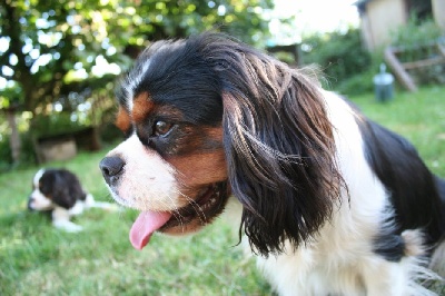 Du manoir de la licorne - Exposition canine romorantin