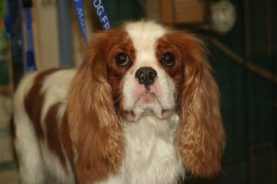 Du manoir de la licorne - Vend mâle cavalier king charles blenheim