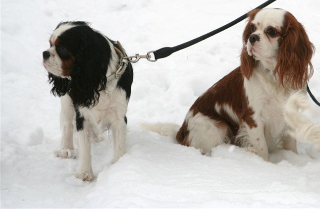 Dans la neige