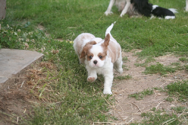 Bébés Altaï et Apollon 2009