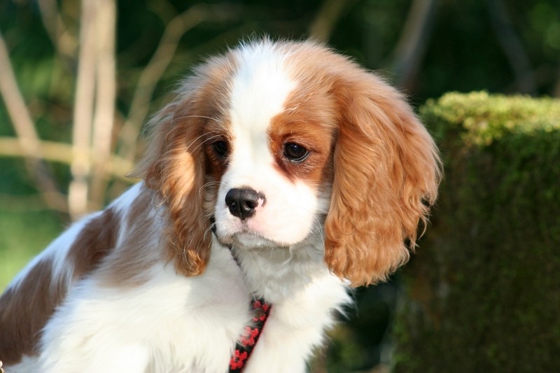 Du manoir de la licorne - Cavalier King Charles Spaniel - Portée née le 07/10/2010